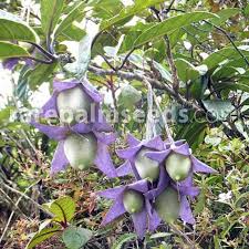 Image result for Berkheya spekeana