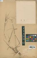 Image result for Hyparrhenia niariensis