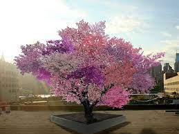 3 in 1 combination cherry tree. A Tree Grows 40 Different Types Of Fruit Innovation Smithsonian Magazine
