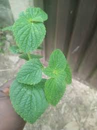 Image result for Eragrostis mildbraedii