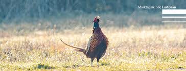 Now luschnou is gfordarat from tuesday, april 27., 0.00, tightened coronavirus containment measures will come into force in lustenau: Lustenau Home Facebook