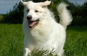 Maybe you would like to learn more about one of these? Long Hair Medium Dog Breeds Off 70 Www Usushimd Com