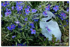 Image result for Anagallis pumila
