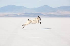 Maybe you would like to learn more about one of these? Bonneville Salt Flats Utah