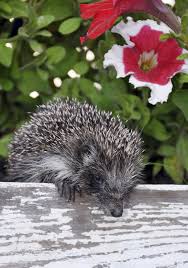 Hedgehogs like to rest in damp, dark places, like log piles or composts. What Will Attract Hedgehogs How To Attract Hedgehogs To Gardens