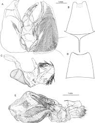 Image result for Basananthe apetala