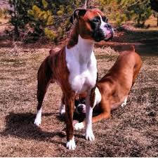 Our kennel is located in beautiful sams valley in the heart of southern oregon wine country. Boxer Breeders Near Me Petfinder