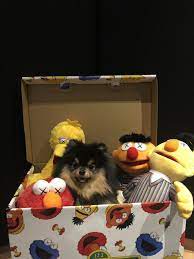 Lindas Imagenes De Yeontan El Perrito De Taehyung De Bts Bangtan Bts Btsarmy Taehyung Yeontan Army Korean Bangtanboys Bangtanson Bts Dogs Pets Puppies