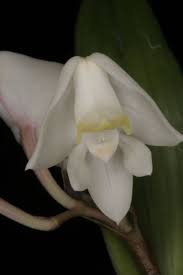 Image result for Polystachya virginea