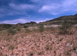 Image result for Helinus spartioides