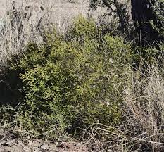 Image result for Mostuea microphylla