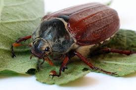Was Gibt Es Uber Den Maikafer Interessantes Tiere Insekten Engerlinge