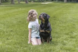 Stunning all black snowline 9mo male male for sale. Rottweiler Martin Rutter Dogs