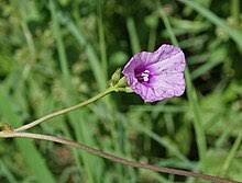Image result for Ipomoea prismatosyphon