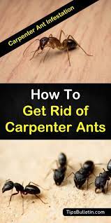 Carpenter ants will begin mating flights in a process called swarming. Pin On Cleaning