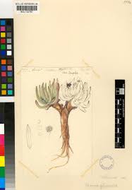 Image result for Hereroa glenensis