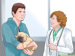 He shows you how to properly take your dog or cat's temperature, and then what to do if their temperature is elevated. How To Tell If Your Dog Has Parvo 11 Steps With Pictures