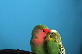 Check spelling or type a new query. Can Parrots Crossbreed Hybrid Parrots All About Parrots