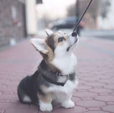20 Of The Cutest Hybrid Dog Breeds That Got The Best Of The Two Worlds Ritely Anak Anjing Binatang Anak Anjing Lucu