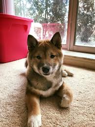 Black And Tan Teacup Shiba Inu Puppy What An Adorable Sweetie Sesame Shiba Inu Puppy Shiba Inu Puppy Shiba Inu Shiba Inu Dog
