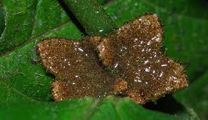 Image result for Droguetia