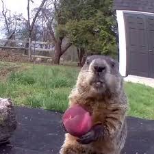 Cute Marmot Eating A Peach In 2020 Funny Animal Photos Funny Animal Videos Funny Animals