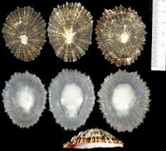 Image result for Patella aspera