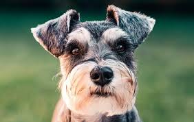 Live pets, canned, fresh or frozen foods, select cat litters. Cost Of Bringing A Dog To Australia Full Breakdown 2020