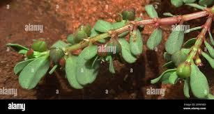 Image result for Euphorbia inaequilatera