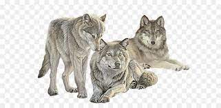 Wolf png collections download alot of images for wolf download free with high quality for designers. Animals Cartoon