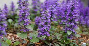 Integratore alimentare a base di ajuga reptans 500 mg possiede una forte azione antiossidante, antinfiammatoria e inibente l'enzima 5 alfa reduttasi. Vitaminity Ajuga Reptans Extract 10 1 500mg