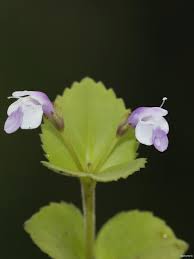 Image result for Craterostigma nummulariifolium