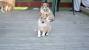 Rough Smooth Collie