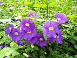 Image result for Thunbergia laborans