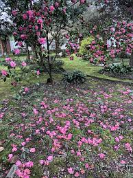 Camellia Lutchuensis Hybrid Fragrant Pink Camelias