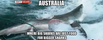 Australia Where Big Sharks Are Just Food For Bigger Sharks Australia Meme Meanwhile In Australia Big Shark
