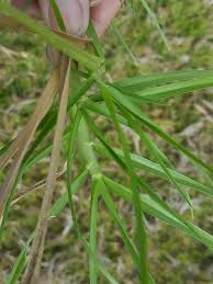 Image result for Cenchrus clandestinus