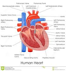 Arteries usually colored red because oxygen rich, carry blood away from the heart to capillaries within the tissues. Heart Diagram Not Labeled Ritaforcongress