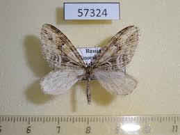 Image result for Trichopteryx