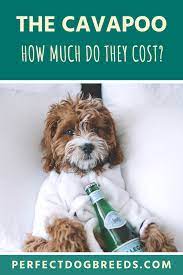 Cavapoo Price Cavapoo Cavapoo Puppies Cavapoo Dogs