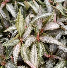 Image result for Pilea rivularis