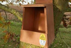 Image result for Flyte Blackbird Nest Box