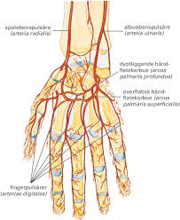 Rød ,hvit ,palm ,hagtorn bakgrunnsbilder og mer kan lastes ned til mobil, skrivebord, nettbrett og andre enheter. Handen Store Medisinske Leksikon