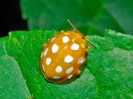 Image result for Stolzia heiligenthalii