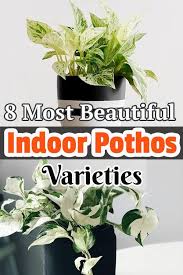 It needs that little water. 10 Most Beautiful Indoor Pothos Varieties Indoor Plants Names Inside Plants House Plants