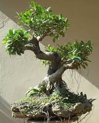 Bonsai De Figueira More Pins Like This At Fosterginger Pinterest Bonsai Tree Indoor Bonsai Tree Bonsai Garden