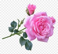 Good Morning Rose Images Free Download Good Morning Roses Good Morning Rose Images Morning Rose
