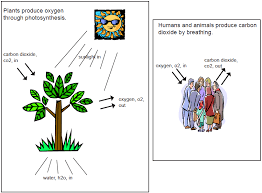 Writing Task 1 The Diagrams Below Show How Humans And Plants