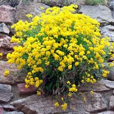 In the north, alyssum does well all summer long. Alyssum Saxatile Gold Basket Seeds Only For 0 99 Happy Green Shop