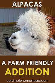 Alpacas A Farm Friendly Addition Alpaca Farm Alpaca Farm Animals